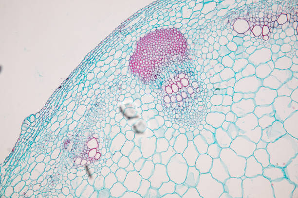 istock Cross-section Dicot, Monocot and Root of Plant Stem under the microscope for classroom education. 1094499842
