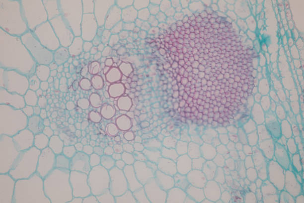 istock Cross-section Dicot, Monocot and Root of Plant Stem under the microscope for classroom education. 1094499904