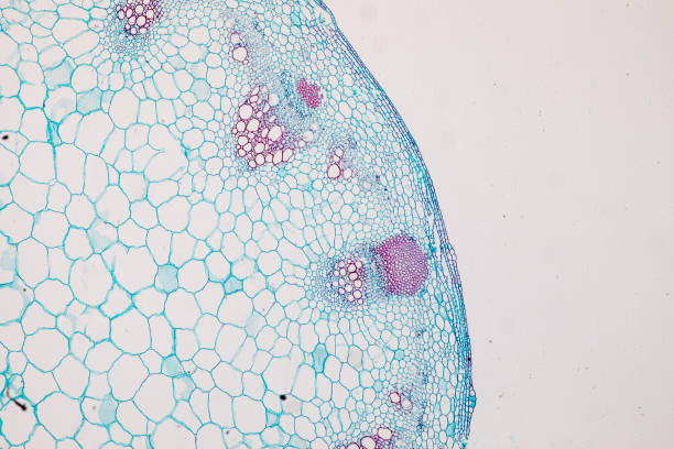 istock Cross-section Dicot, Monocot and Root of Plant Stem under the microscope for classroom education. 1094499910
