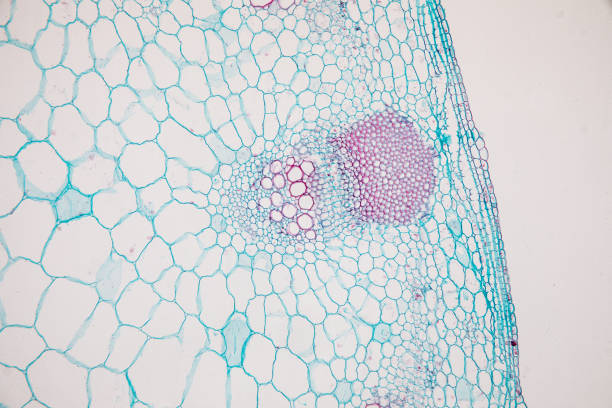 istock Cross-section Dicot, Monocot and Root of Plant Stem under the microscope for classroom education. 1094499914