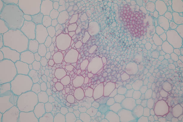 istock Cross-section Dicot, Monocot and Root of Plant Stem under the microscope for classroom education. 1094500056