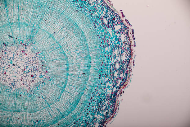 Cross-section Dicot, Monocot and Root of Plant Stem under the microscope for classroom education. Cross-section Dicot, Monocot and Root of Plant Stem under the microscope for classroom education. cambium photos stock pictures, royalty-free photos & images