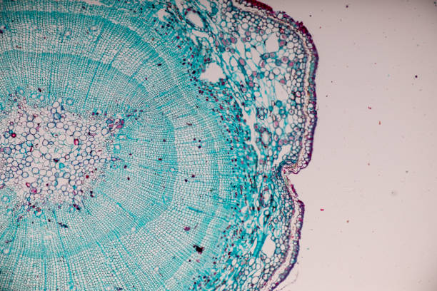 Cross-section Dicot, Monocot and Root of Plant Stem under the microscope for classroom education. Cross-section Dicot, Monocot and Root of Plant Stem under the microscope for classroom education. cambium photos stock pictures, royalty-free photos & images