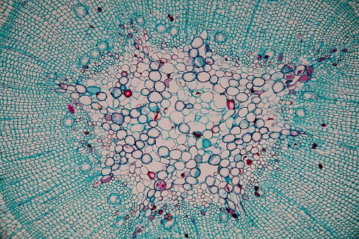 Cross-section Dicot, Monocot and Root of Plant Stem under the microscope for classroom education.