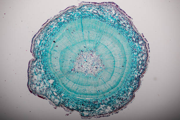 istock Cross-section Dicot, Monocot and Root of Plant Stem under the microscope for classroom education. 1094500480