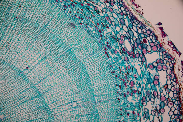 istock Cross-section Dicot, Monocot and Root of Plant Stem under the microscope for classroom education. 1094500530
