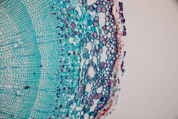 istock Cross-section Dicot, Monocot and Root of Plant Stem under the microscope for classroom education. 1094500622