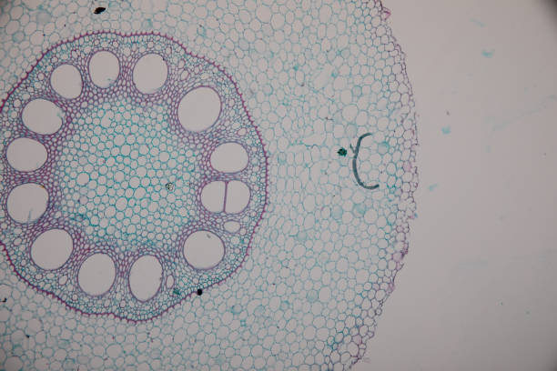 istock Cross-section Dicot, Monocot and Root of Plant Stem under the microscope for classroom education. 1094500748