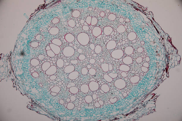 istock Cross-section Dicot, Monocot and Root of Plant Stem under the microscope for classroom education. 1094500900
