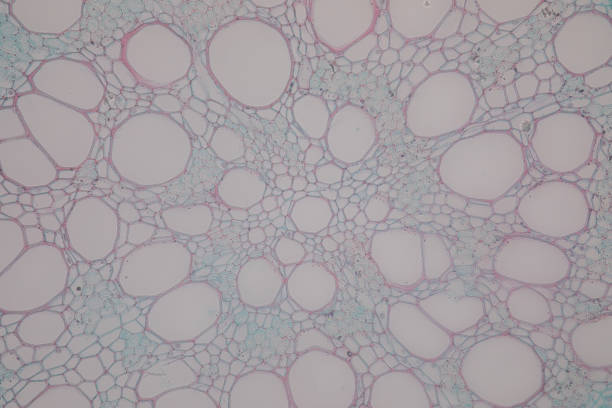 istock Cross-section Dicot, Monocot and Root of Plant Stem under the microscope for classroom education. 1094500920