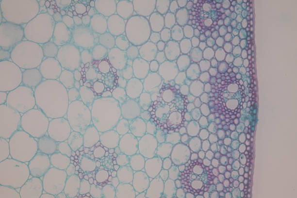 istock Cross-section Dicot, Monocot and Root of Plant Stem under the microscope for classroom education. 1094500994