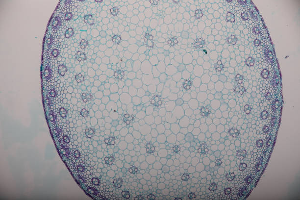 istock Cross-section Dicot, Monocot and Root of Plant Stem under the microscope for classroom education. 1094501022