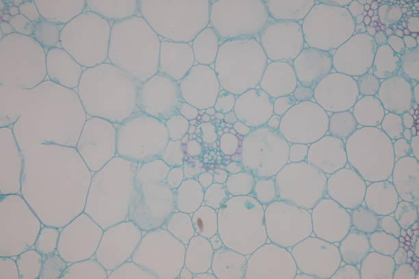 istock Cross-section Dicot, Monocot and Root of Plant Stem under the microscope for classroom education. 1094501030