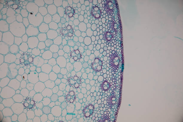 istock Cross-section Dicot, Monocot and Root of Plant Stem under the microscope for classroom education. 1094501042
