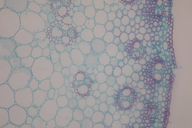 istock Cross-section Dicot, Monocot and Root of Plant Stem under the microscope for classroom education. 1094501046
