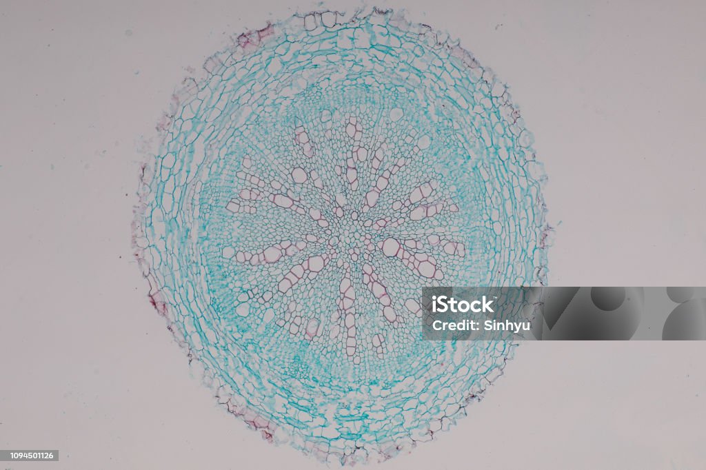 Dycot Root Microscope Dicot Root Microscope Anat0919