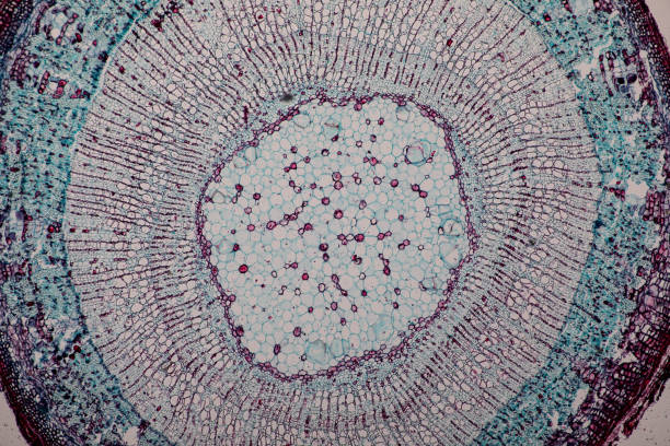 istock Cross-section Dicot, Monocot and Root of Plant Stem under the microscope for classroom education. 1094501206