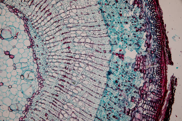istock Cross-section Dicot, Monocot and Root of Plant Stem under the microscope for classroom education. 1094501238