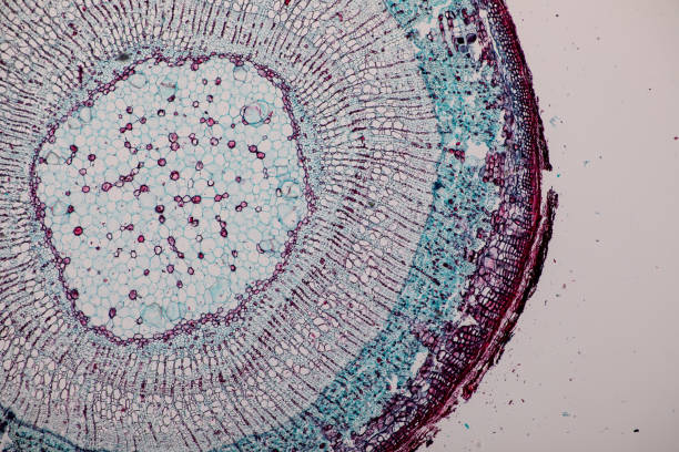 istock Cross-section Dicot, Monocot and Root of Plant Stem under the microscope for classroom education. 1094501292