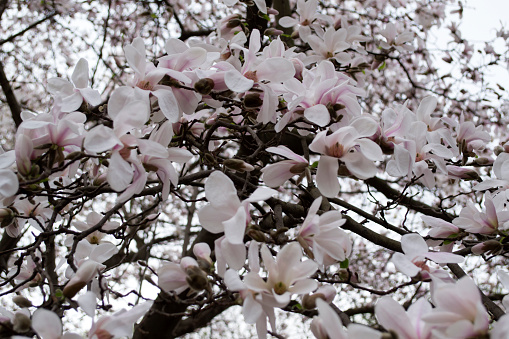 Horizontal close up of white fragrant flower petals with stamen of magnolia tree in bloom at spring Australia