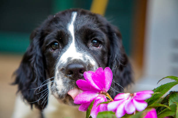 springer inglês spaniel filhote de cachorro com flor - pheasant hunting bird gamebird - fotografias e filmes do acervo