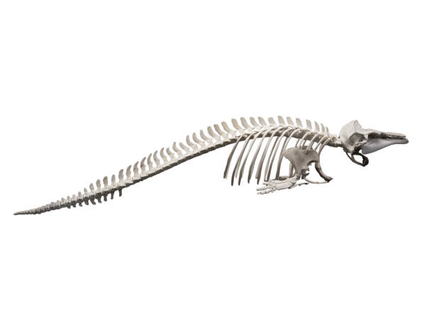 istock skeleton  of whale on white background, isolated 1094507880