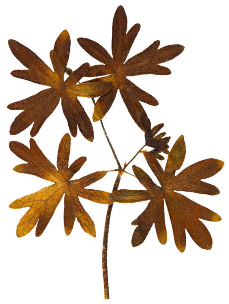 istock Dry leaf from herbarium isolated on white background. 1094508894