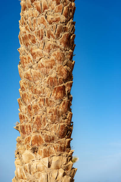 Close-up of a tree trunk of a palm with a clear blue sky. Egypt, Africa.