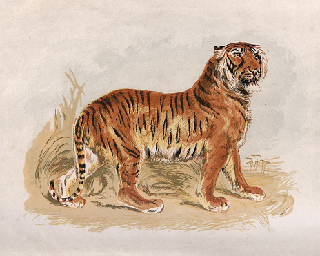 Vintage engraving of a Victorian engraving of a Tiger, 19th Century