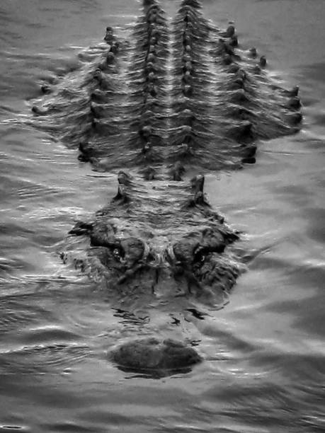 aligator grasujący - american alligator zdjęcia i obrazy z banku zdjęć