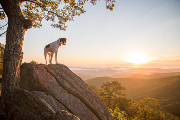 Dog at Sunrise in Shenandoah Dog watching the sunrise in Shenandoah National Park shenandoah national park stock pictures, royalty-free photos & images