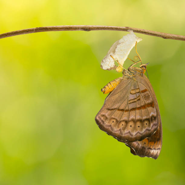 istock Emerged Tabby butterfly (Pseudergolis wedah) hanging on twig 1094522248