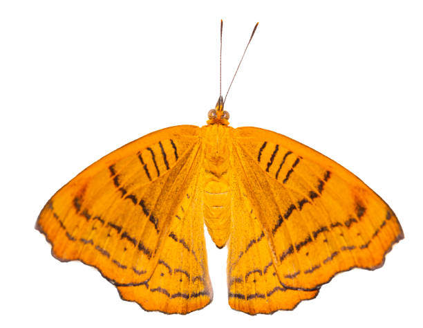 istock Isolated Tabby butterfly (Pseudergolis wedah) in dorsal view on white background 1094522312