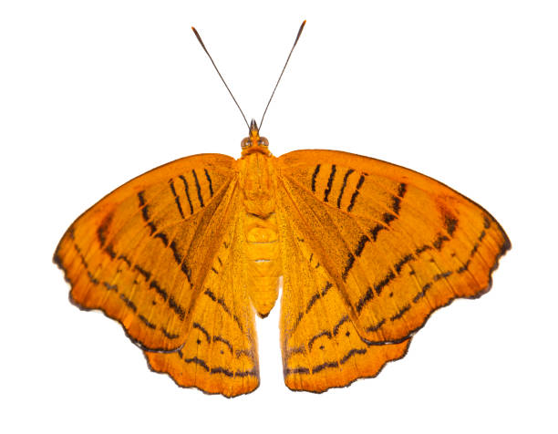 istock Isolated Tabby butterfly (Pseudergolis wedah) in dorsal view on white background 1094522338