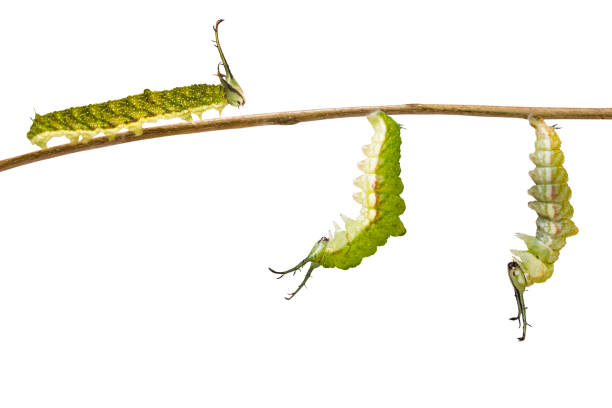 istock Isolated transformation caterpillar of Tabby butterfly (Pseudergolis wedah) preparing to chrysalis on white 1094522434
