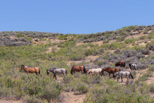 istock Wild Horses in the Colorado Desert 1094522470