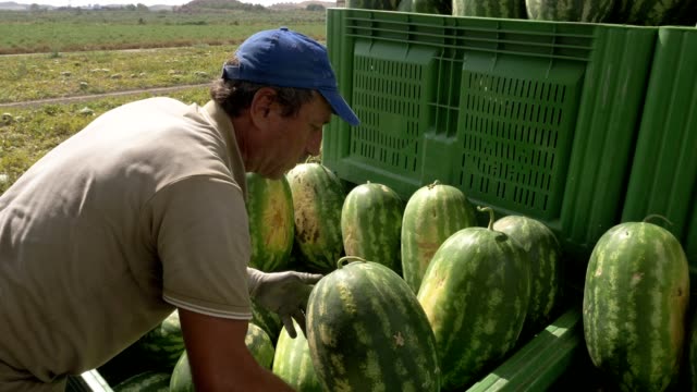 group of farm workers loading watermelons on truck. Harvesting watermelons