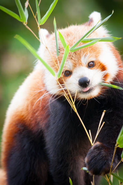 Red panda bear, Ailurus fulgens, in his natural habitat. Beautiful Red panda or lesser panda, sitting between the trees, feeding from the green bamboo leaves. Red panda bear, Ailurus fulgens, in his natural habitat. red panda small panda raccoon family stock pictures, royalty-free photos & images