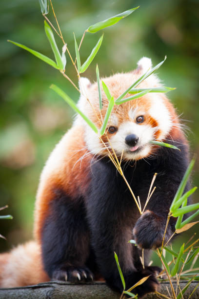 Red panda bear, Ailurus fulgens, in his natural habitat. Beautiful Red panda or lesser panda, sitting between the trees, feeding from the green bamboo leaves. Red panda bear, Ailurus fulgens, in his natural habitat. red panda small panda raccoon family stock pictures, royalty-free photos & images