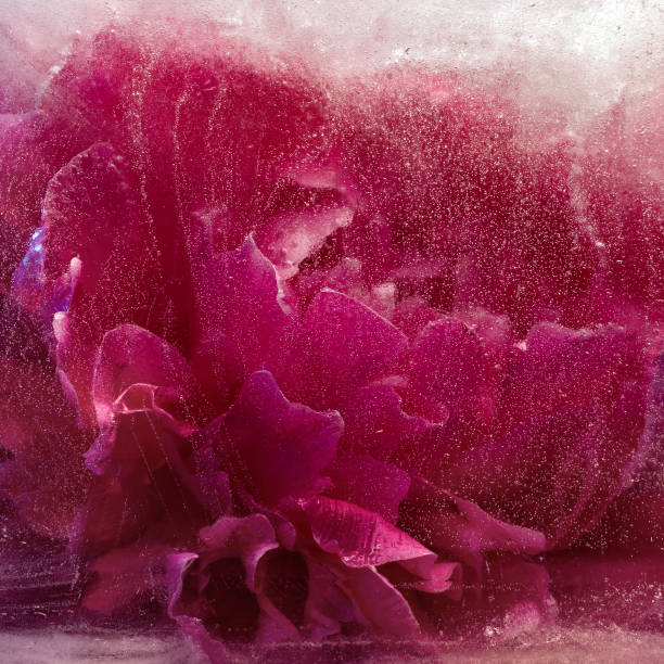 istock Frozen   pink peony flower 1094523546