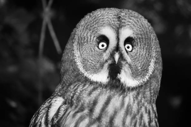 istock The Great Grey Owl or Lapland Owl, Strix nebulosa 1094524620