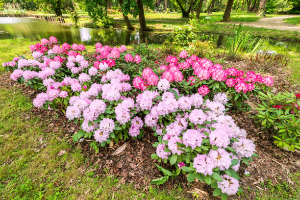 jardin fleuri de rhododendron - azalea magenta flower red photos et images de collection