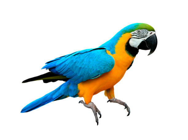 istock Ara ararauna. Blue-yellow macaw parrot . Isolated on the white 1094525050