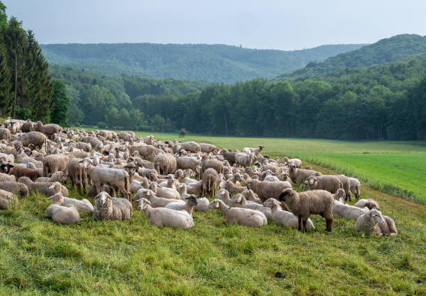 istock The grazing sheeps on a pasture 1094525236