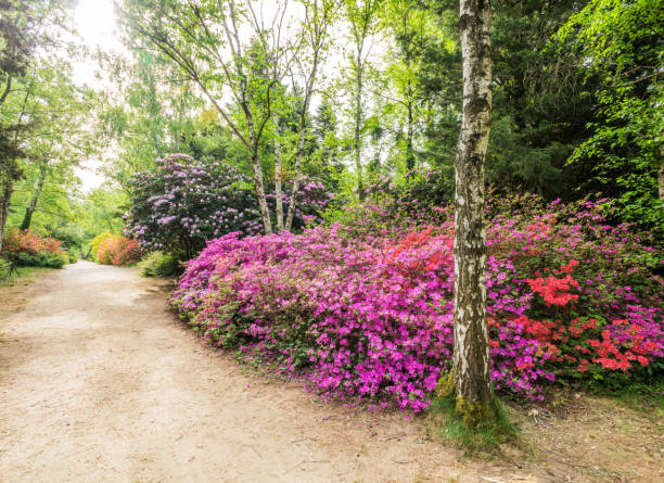 istock Blooming rhododendron garden 1094525500