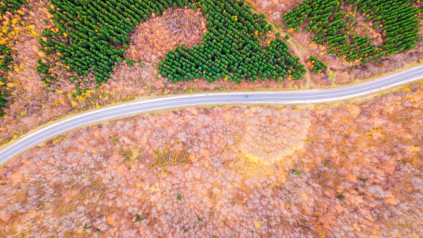 istock Road in the autumn forest aerial view 1094525916