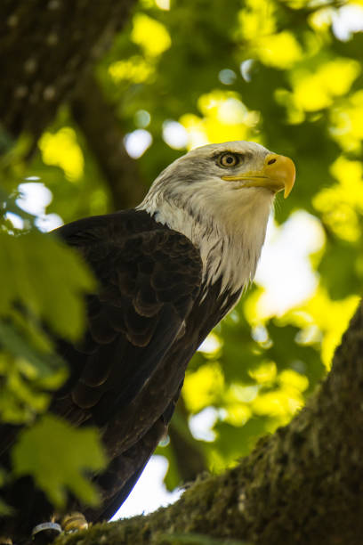 istock Bald Eagle at air show, Bavaria, Germany 1094526266
