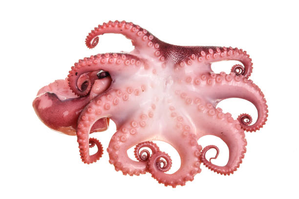 istock Small octopus isolated on white background. Close up 1094526742
