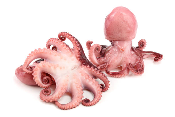 istock Small octopus isolated on white background. Close up 1094526782