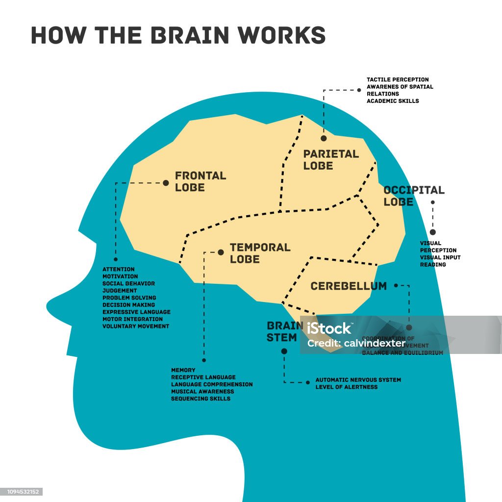 Woman silhouette with parts of the brain infographic Vector illustration of the silhouette of a young woman with an infographic showing the parts of the brain with every function they do Advice stock vector